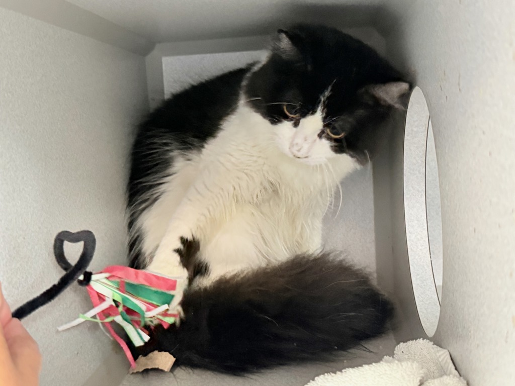 Shelter Stray Male Cat last seen Near Westchester Avenue, BRONX, NY, 10455, 326 E 110th St, New York, NY 10029, USA