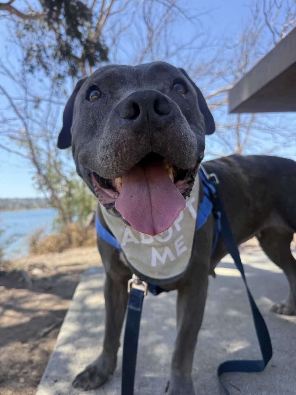 Shelter Stray Female Dog last seen Near Calla Avenue, Imperial Beach, CA, 91932, 5500 Gaines St, San Diego, CA 92110, USA