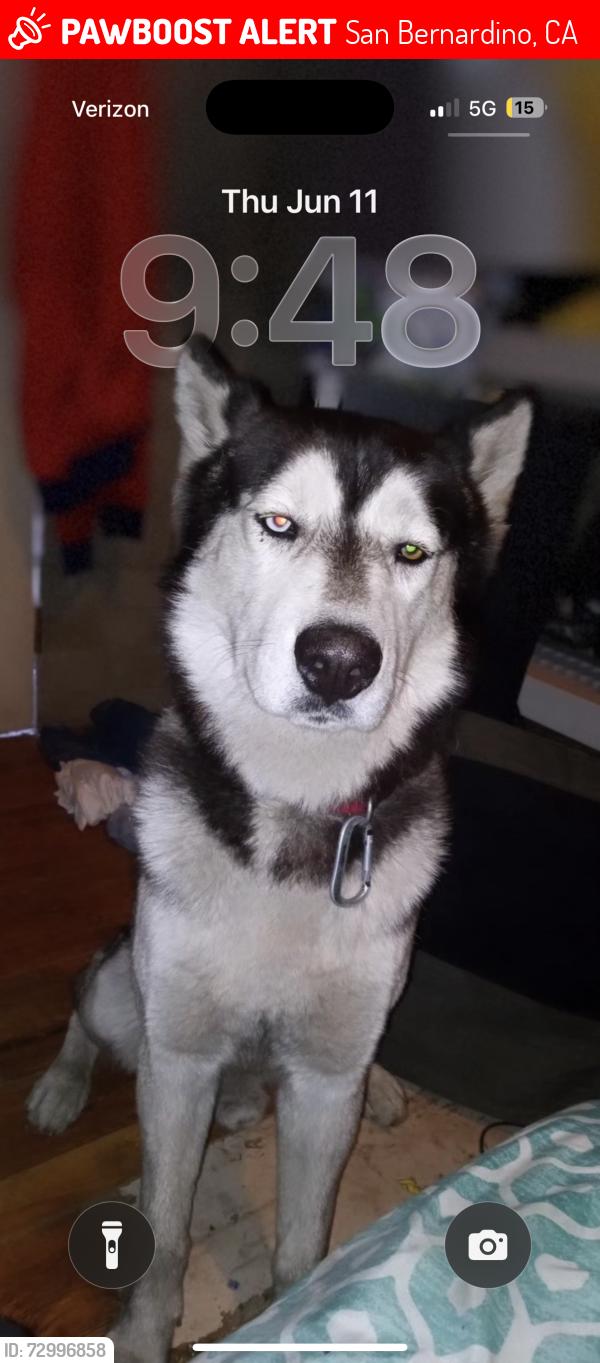 Lost Male Dog last seen san gorgonio high school , San Bernardino, CA 92404