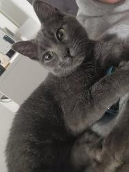 Lost Male Cat last seen River of life church, Roseburg, OR 97470