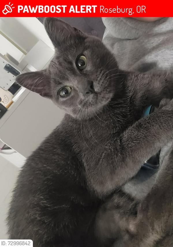 Lost Male Cat last seen River of life church, Roseburg, OR 97470