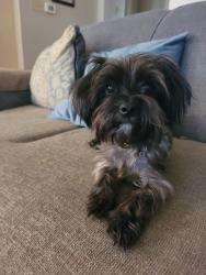 Reunited Female Dog last seen Near Hebert Road  Arnaudville, LA, Arnaudville, LA 70512