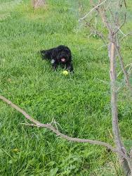 Lost Female Dog last seen Target in West Valley, West Valley City, UT 84120