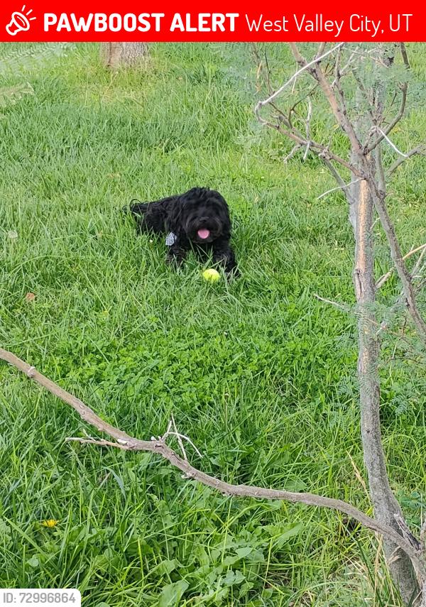 Lost Female Dog last seen Target in West Valley, West Valley City, UT 84120