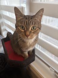 Lost Female Cat last seen Kanten Close, Red Deer AB, Red Deer, AB T4P 4E6