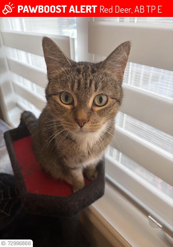 Lost Female Cat last seen Kanten Close, Red Deer AB, Red Deer, AB T4P 4E6