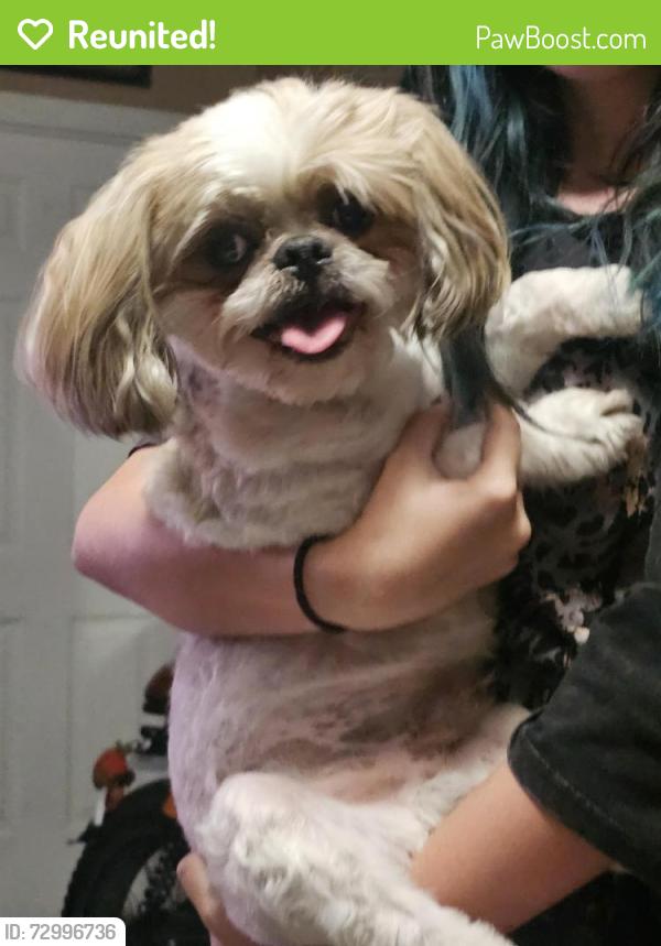 Reunited Male Dog last seen Nevso dr and cimmeron, Las Vegas, NV 89147