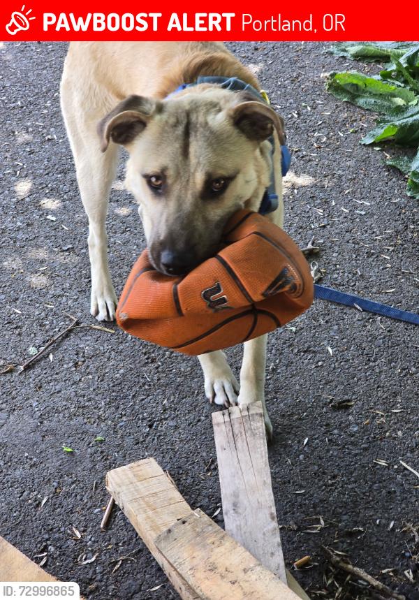 Lost Male Dog last seen Sandy blvd and 99th ave, Portland, OR 97220