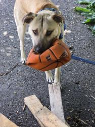 Lost Male Dog last seen Sandy blvd and 99th ave, Portland, OR 97220