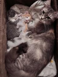 Lost Female Cat last seen Victor, Redding, CA 96003