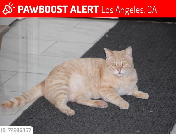 Lost Male Cat last seen Kinbrace St. and Muirkirk Dr., Los Angeles, CA 91326