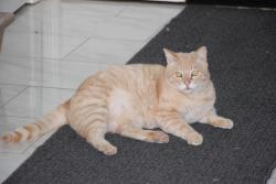 Lost Male Cat last seen Kinbrace St. and Muirkirk Dr., Los Angeles, CA 91326