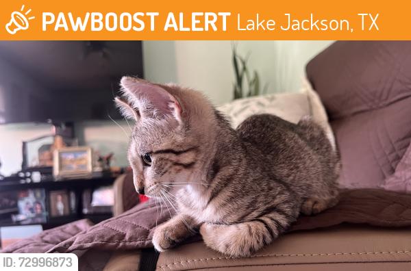 Found/Stray Female Cat last seen Lake Jackson , Lake Jackson, TX 77566