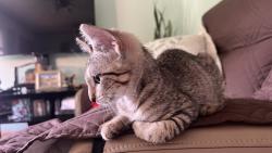 Found/Stray Female Cat last seen Lake Jackson , Lake Jackson, TX 77566