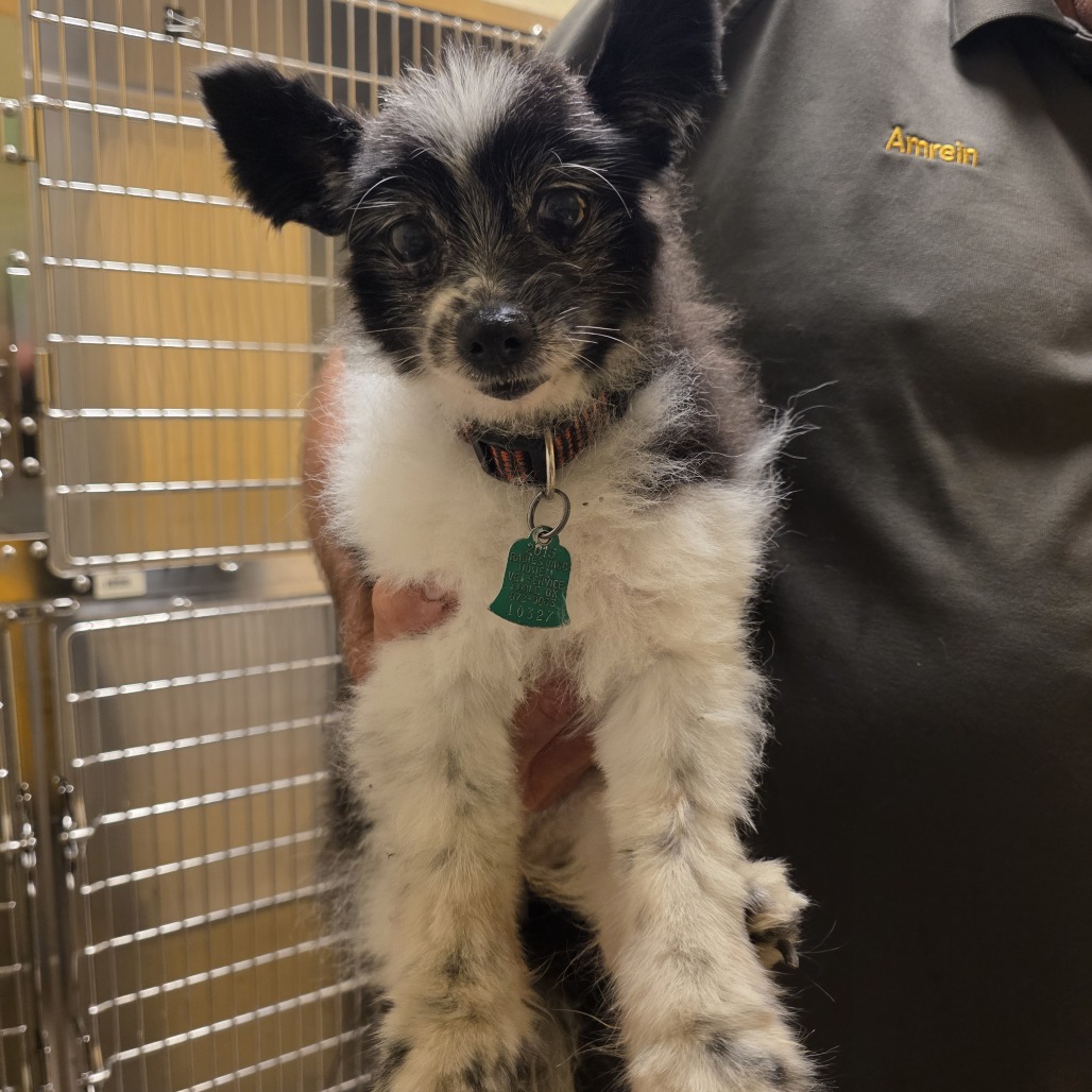 Shelter Stray Female Dog last seen , 3428 S Jenkins Ave, Norman, OK 73072, USA