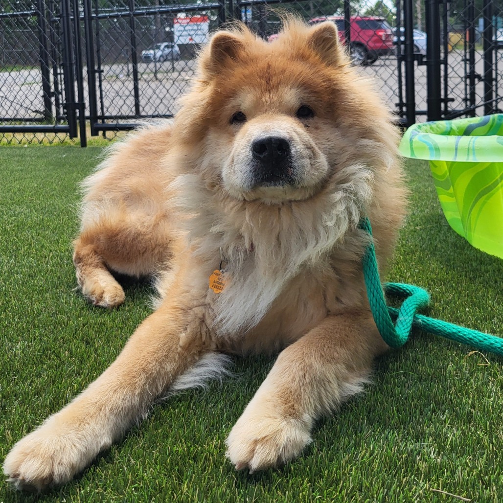 Shelter Stray Male Dog last seen , Animal Care & Control Team of Philly, 111 W Hunting Park Ave, Philadelphia, PA 19140, USA