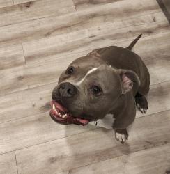 Reunited Male Dog last seen Viewcrest Drive ne , Bremerton, WA 98310