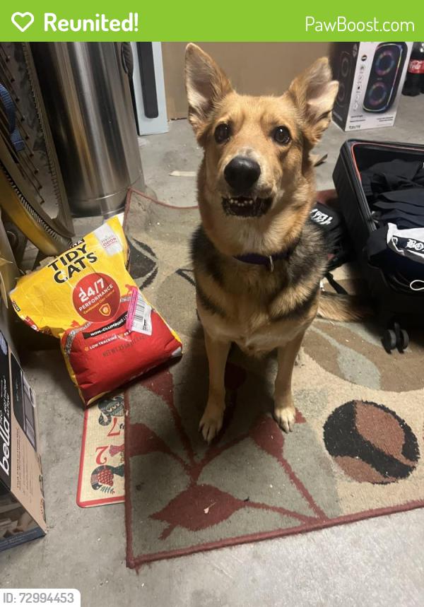 Reunited Female Dog last seen Witch hazel and arbor Park Lane , Moreno Valley, CA 92553