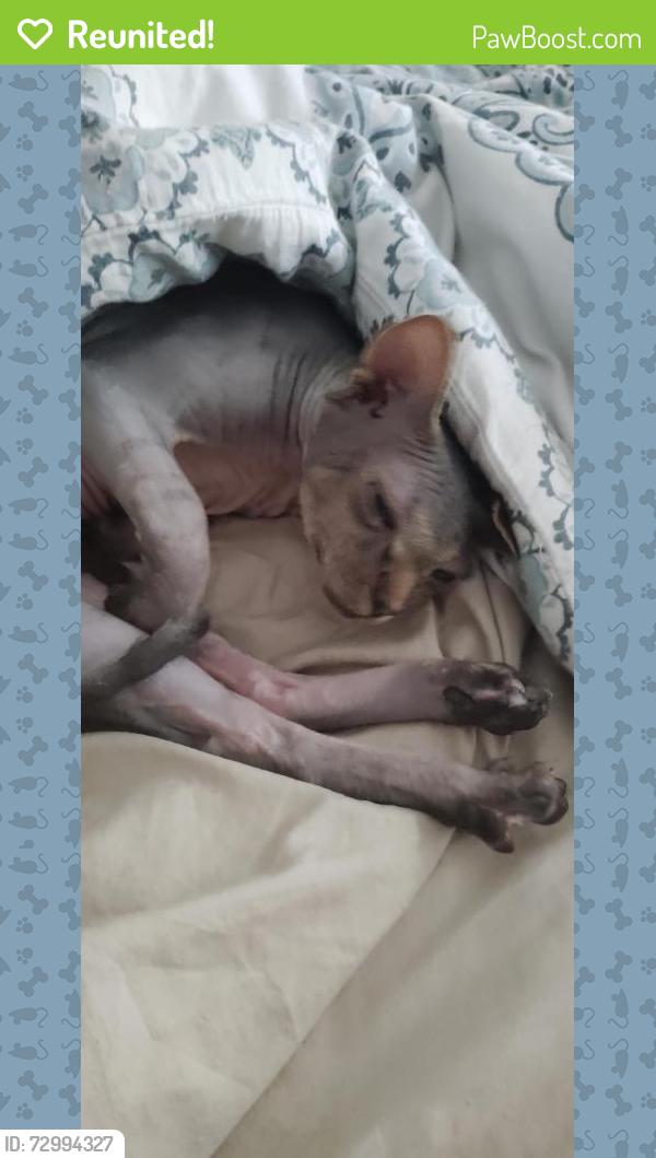 Reunited Male Cat last seen Glennmoor Golf Club, South Jordan, UT 84009