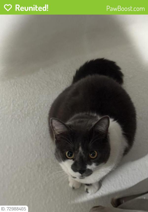 Reunited Female Cat last seen Wheaton drive , Cupertino, CA 95014