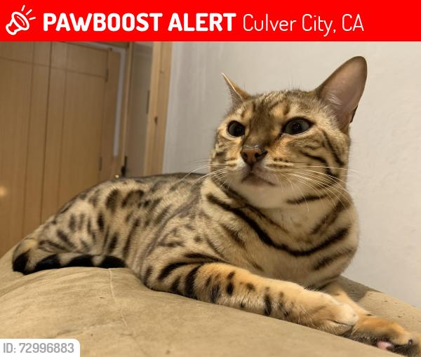 Lost Male Cat last seen Jefferson and Raintree Circle, Culver City, CA 90230