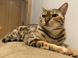 Lost Male Cat last seen Jefferson and Raintree Circle, Culver City, CA 90230