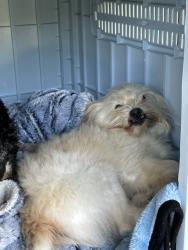 Reunited Male Dog last seen Near Jacobsen St, Antioch, CA 94509, USA, Antioch, CA 94509