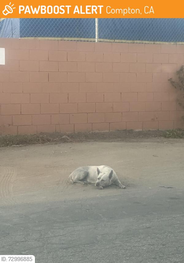 Found/Stray Unknown Dog last seen E DIXON ST AND ALAMEDA ST .  Address provided is of a building near by. I saw the dog in E Dixon St, Compton, CA 90222