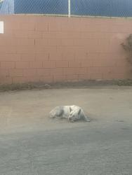 Found/Stray Unknown Dog last seen E DIXON ST AND ALAMEDA ST .  Address provided is of a building near by. I saw the dog in E Dixon St, Compton, CA 90222