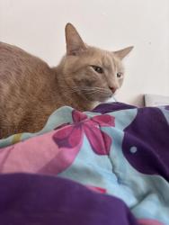 Lost Male Cat last seen Back Alleyway/Back porch, Chicago, IL 60621