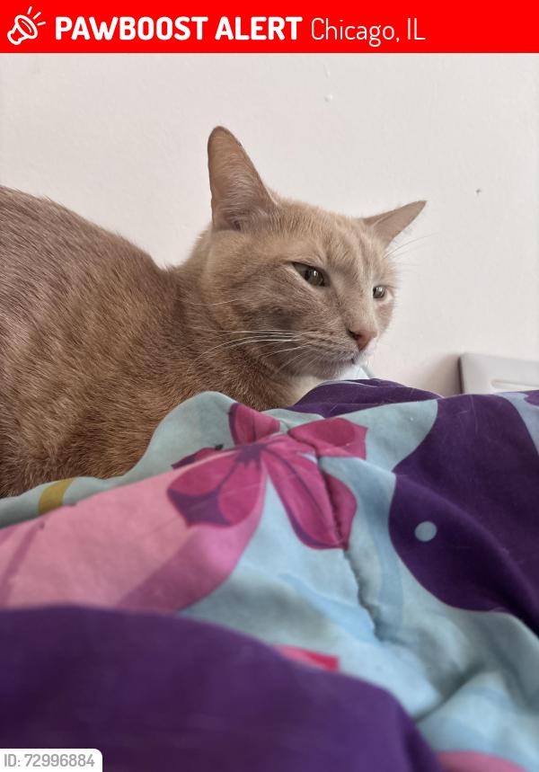 Lost Male Cat last seen Back Alleyway/Back porch, Chicago, IL 60621