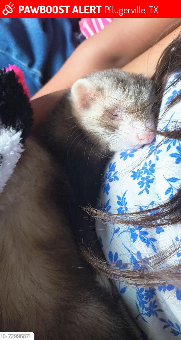 Lost Male Ferret last seen Black isle and heatherwild , Pflugerville, TX 78660