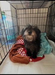 Reunited Male Dog last seen Mini dr, Vallejo, CA 94589