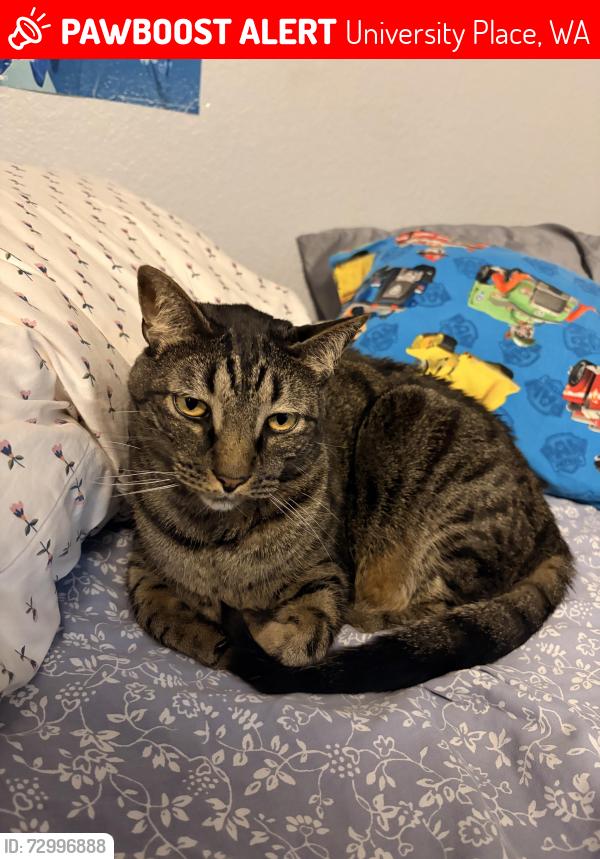 Lost Male Cat last seen Chambers Golf course, University Place, WA 98467