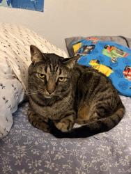 Lost Male Cat last seen Chambers Golf course, University Place, WA 98467