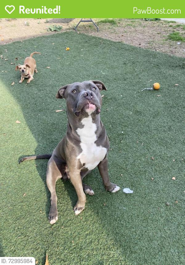 Reunited Male Dog last seen Garfield Ave & Gardendale, South Gate, CA 90280