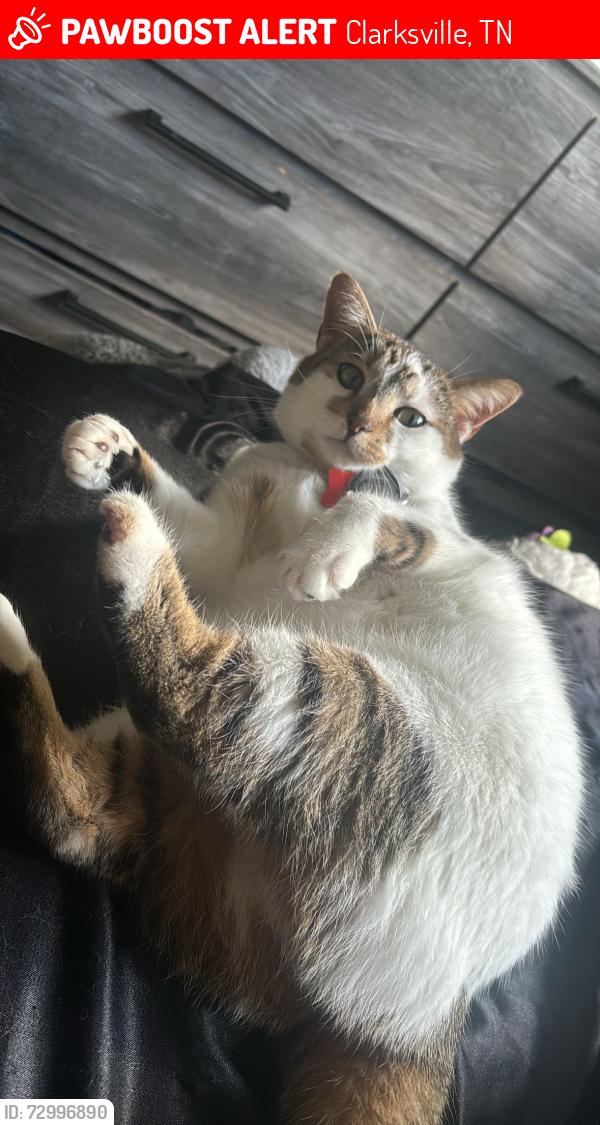 Lost Female Cat last seen Fort Campbell blvd, Clarksville, TN 37042