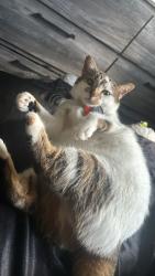 Lost Female Cat last seen Fort Campbell blvd, Clarksville, TN 37042