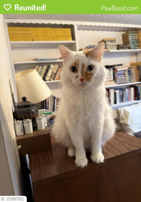 Reunited Female Cat last seen Maxwell Ave, 5 Mile Road, Plymouth, MI 48170