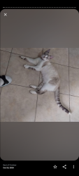 Reunited Female Cat last seen Huntington dr, Los Angeles, CA 90033