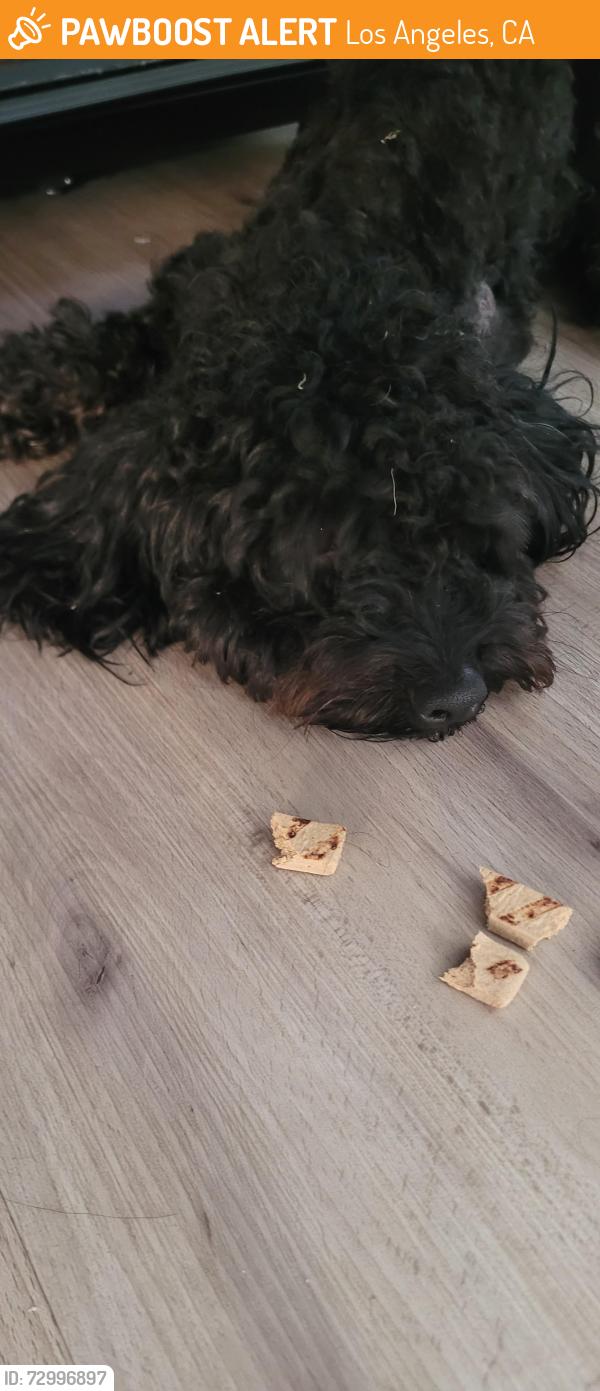 Found/Stray Male Dog last seen Van Nuys and Gladstone , Los Angeles, CA 91342