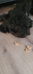 Found/Stray Male Dog last seen Van Nuys and Gladstone , Los Angeles, CA 91342