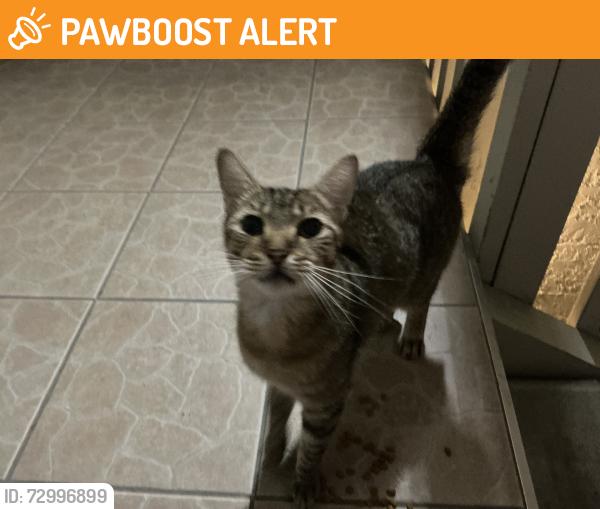Found/Stray Unknown Cat last seen Springwood Cir, Seminole County, FL 32750