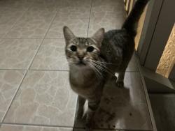 Found/Stray Unknown Cat last seen Springwood Cir, Seminole County, FL 32750