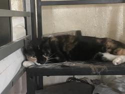 Reunited Female Cat last seen South 16th Ave and Mead, Yakima, WA 98902