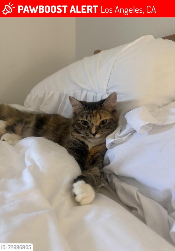 Lost Female Cat last seen apmt Monterey , Los Angeles, CA 90042