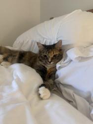 Lost Female Cat last seen apmt Monterey , Los Angeles, CA 90042