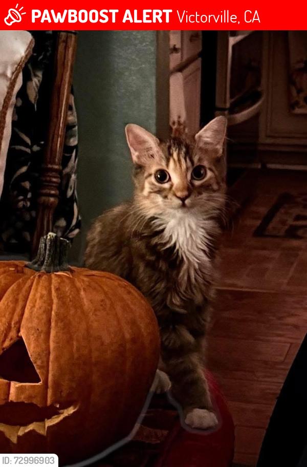Lost Female Cat last seen Topaz and redrock, Victorville, CA 92392