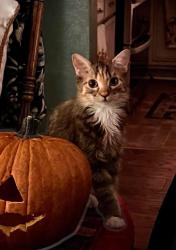 Lost Female Cat last seen Topaz and redrock, Victorville, CA 92392