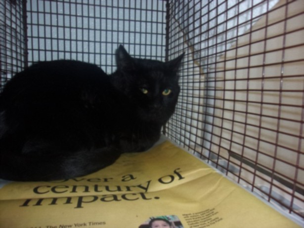 Shelter Stray Male Cat last seen , 14409 Vanowen St, Van Nuys, CA 91405, USA